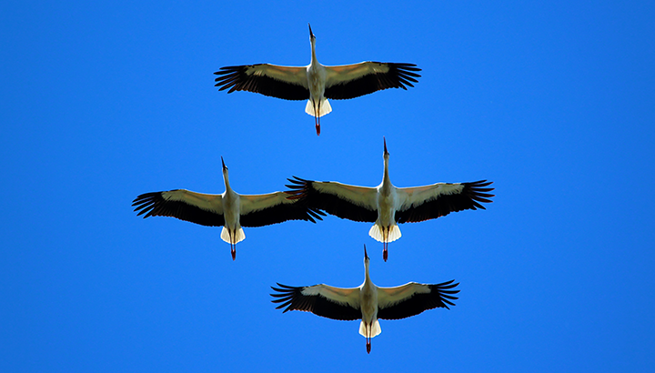 Sortie Cigogne blanche